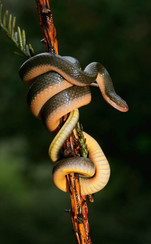 Snakes are common pet reptiles